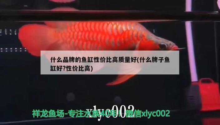 金龍魚b過和過背效果圖（金龍魚b過背區(qū)分圖解） 廣州龍魚批發(fā)市場