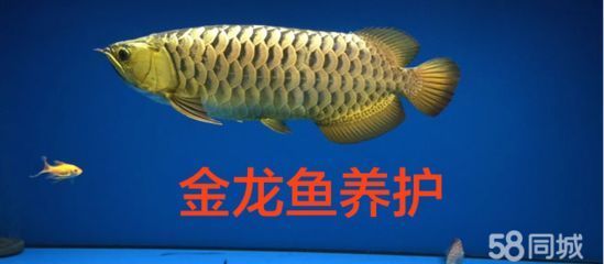 金龍魚可以一起養(yǎng)幾條嗎圖片（金龍魚可以一起養(yǎng)幾條嗎圖片大全）