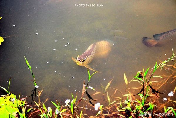 金龍魚(yú)問(wèn)題：金龍魚(yú)游來(lái)游去的原因分析龍魚(yú)游來(lái)游去是正常的嗎