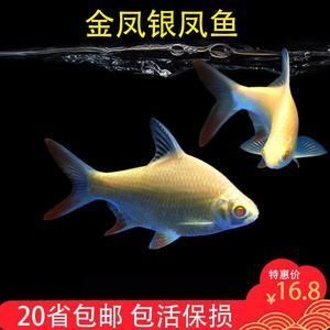 秦皇島魚(yú)缸回收公司有哪些地方電話（秦皇島魚(yú)缸回收公司有哪些地方電話號(hào)碼）