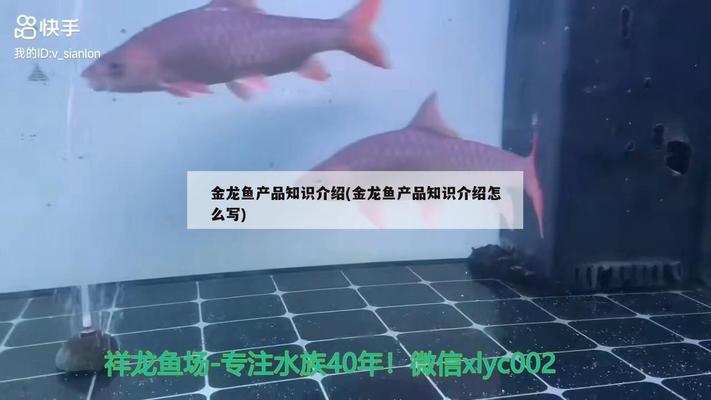 只能斗它玩了 狗頭魚