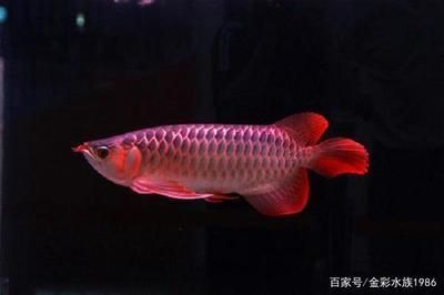 魚(yú)缸冷卻機(jī)到多少溫度才會(huì)啟動(dòng)起來(lái)