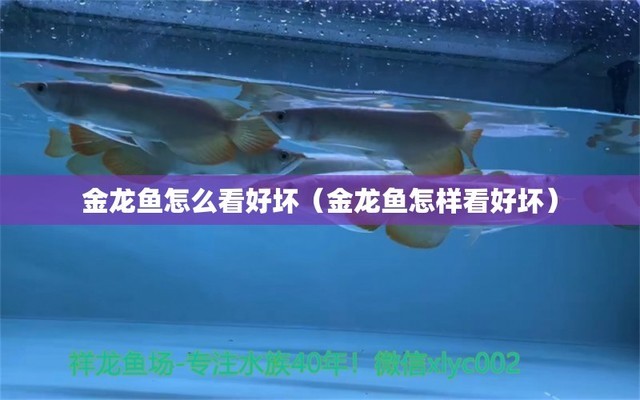 怎么讓金龍魚發(fā)色快一點(diǎn)（怎么讓金龍魚發(fā)色快一點(diǎn)呢） 觀賞魚市場(chǎng)（混養(yǎng)魚）