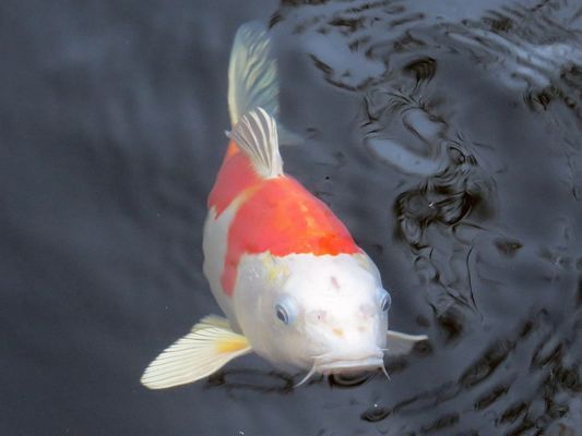 福山區(qū)清洋聚祥聚水族館（福山區(qū)清洋聚祥聚水族館電話） 全國水族館企業(yè)名錄