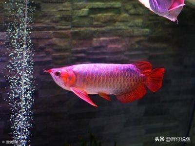 一米魚(yú)缸尺寸長(zhǎng)寬高多少厘米好（一米魚(yú)缸尺寸長(zhǎng)寬高多少厘米好呢）