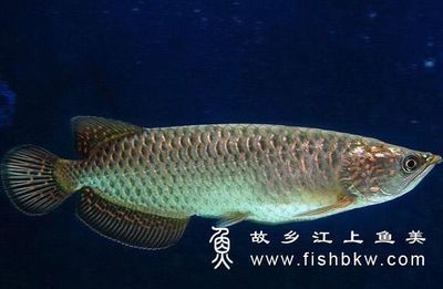 一條金龍魚多少錢一條？ 魟魚百科