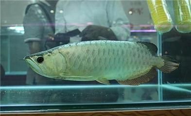 品牌魚缸077祥龍魚場（品牌魚缸find祥龍魚場）