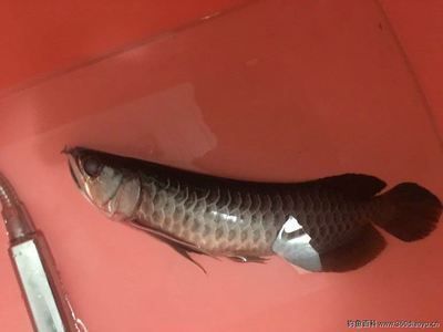 銀龍魚魚缸能不能加食用鹽消毒銀龍魚魚缸能不能加食用鹽消毒呢