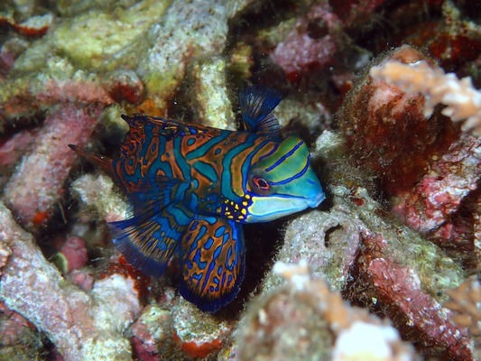 武漢市武昌區(qū)卓然水族館（武漢卓然水族館） 全國(guó)觀賞魚市場(chǎng) 第1張