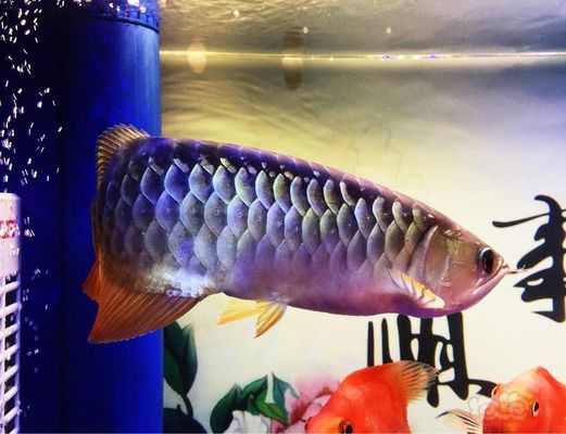 天元區(qū)海源水族館（天元區(qū)海源水族館地址） 全國(guó)水族館企業(yè)名錄