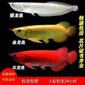 金龍魚和鯊魚能一起養(yǎng)嗎圖片（金龍魚和鯊魚能一起養(yǎng)嗎圖片大全）