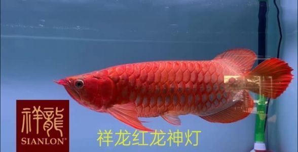 恐龍王魚怎么養(yǎng)（恐龍王魚怎么養(yǎng)殖） 恐龍王魚