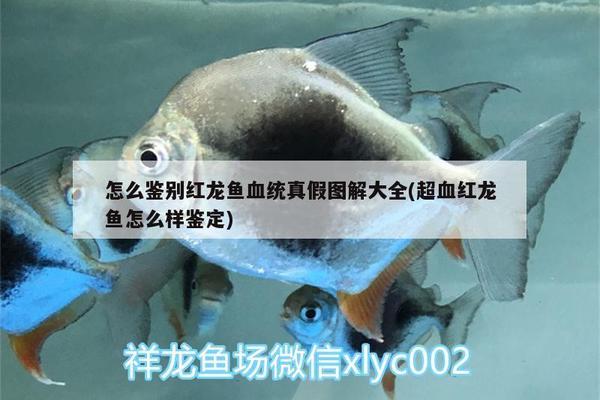 如何辨别红龙鱼真假：如何鉴别红龙鱼的真伪 龙鱼百科 第1张