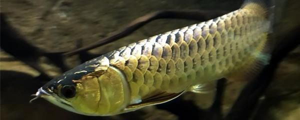 紅龍魚多少錢一只？金龍魚價格多少錢一條？ 觀賞魚