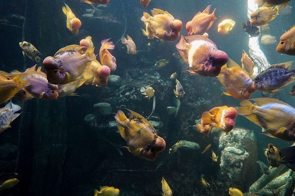 魚(yú)缸水渾濁怎么解決視頻（魚(yú)缸水渾濁怎么解決視頻教程）