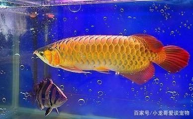 高端觀賞魚品種排名（高端觀賞魚品種排名前十）