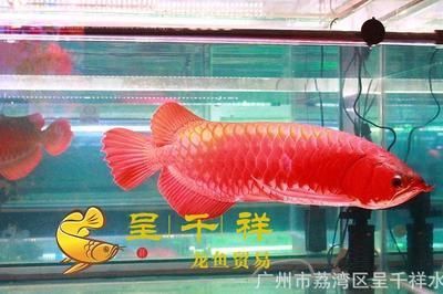 長(zhǎng)沙魚缸定制店在哪里找（長(zhǎng)沙魚缸定制店在哪里找的）