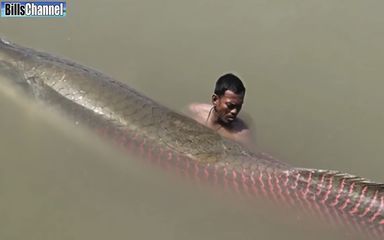 雷龍魚(yú)吃什么飼料（雷龍魚(yú)吃什么飼料最好） 祥龍水族醫(yī)院