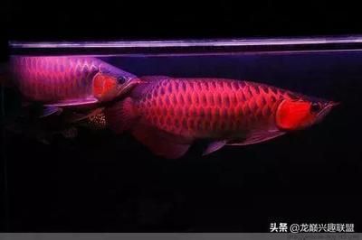 昆明觀賞魚養(yǎng)殖場批發(fā)價格表大全： 觀賞魚