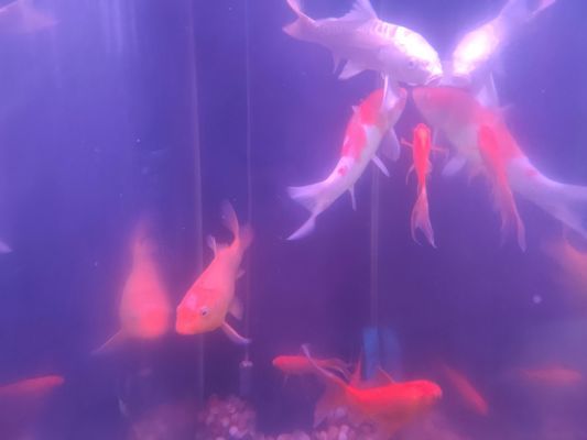 會(huì)昌縣森森水族（會(huì)昌縣森森水族館電話）