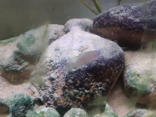 臨沂市蘭山區(qū)淮浩水族館（臨沂市蘭山區(qū)淮浩水族館電話）