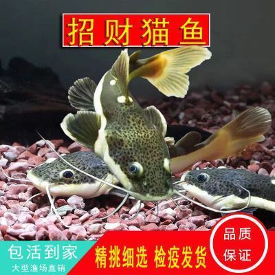 太原市魚(yú)缸清洗服務(wù)公司有哪些（太原市清洗魚(yú)缸電話）