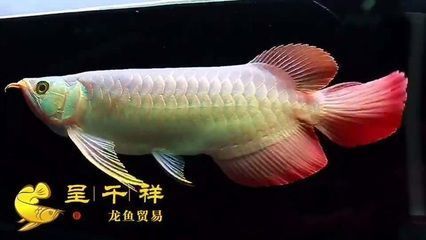 水草鱼缸养什么鱼好看又好养（水草鱼缸养什么鱼好看又好养的）