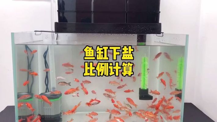 鱼缸过滤桶过滤不干净（鱼缸过滤桶过滤不干净怎么办）