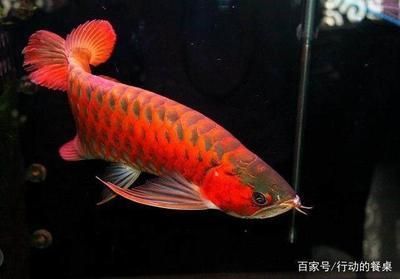 長沙買魚缸和魚去哪里買好點（長沙買魚缸和魚去哪里買好點呢）