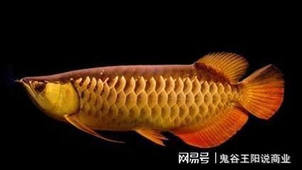 雀鱔魚：雀鱔魚可以吃嗎