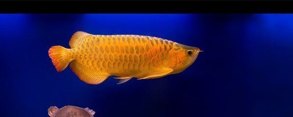 一個魚缸長50厘米,寬35厘米,高40厘米（一個魚缸長50厘米,寬35厘米,高40厘米是多少升）