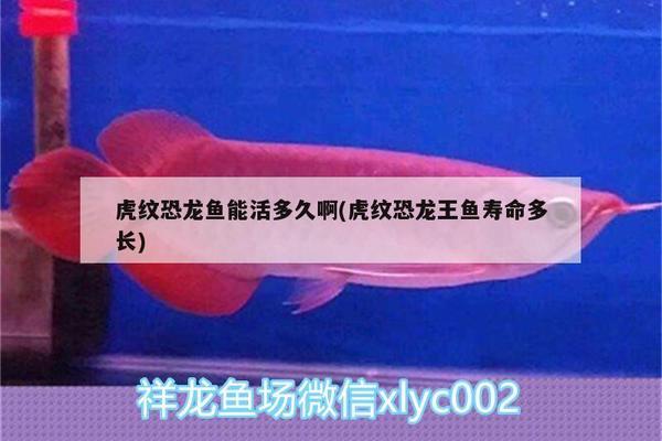 頂級(jí)紅龍魚(yú)品牌有哪些牌子圖片大全（頂級(jí)紅龍魚(yú)品牌有哪些牌子圖片大全大圖）