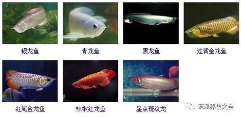 紅龍魚不愛游動(dòng)尾巴下墜：紅龍魚不愛游動(dòng)尾巴下墜怎么辦