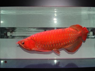 1.8米的魚缸用多厚的玻璃合適呢（1.8米的魚缸用多厚的玻璃合適呢視頻）