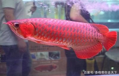 杭州魚缸清理選可麗水族優(yōu)惠（杭州魚缸清理選可麗水族首選）