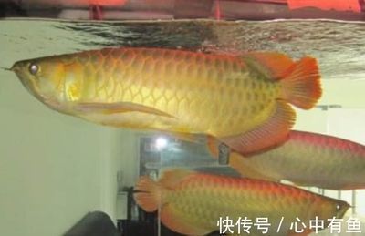 咸陽(yáng)市秦都區(qū)魚悅?cè)松寤ɑ芙?jīng)銷部（咸陽(yáng)市秦都區(qū)魚悅?cè)松寤ɑ芙?jīng)銷部電話）