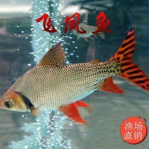 甘孜藏族自治州水族批發(fā)市場：甘孜批發(fā)-大口徑pe管-量大優(yōu)惠 全國觀賞魚市場 第1張