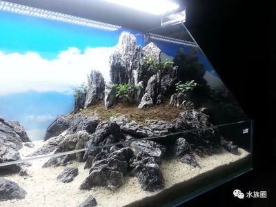 安陽市北關(guān)區(qū)利君老呂水族館