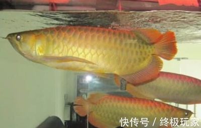 寶雞哪里有賣魚缸的實(shí)體店啊圖片大全（寶雞哪里有賣魚缸的實(shí)體店啊圖片大全集）