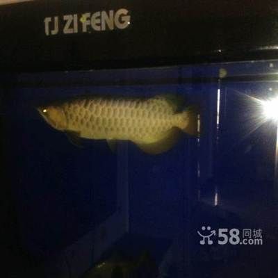 六角恐龍魚吃什么的視頻（六角恐龍魚吃什么食物視頻）