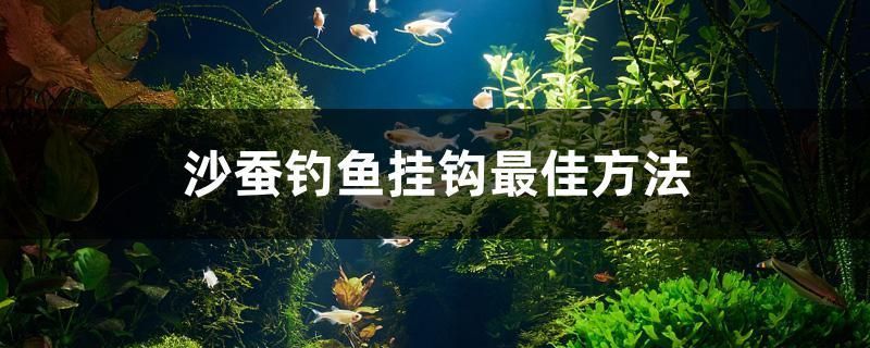 麦肯斯银版鱼购买渠道（麦肯斯银版鱼乐园）