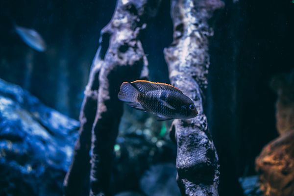 新余水族器材濾材（水族濾材廠）