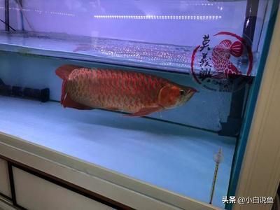 通州買魚缸的地方有哪些店 水族問答 第2張