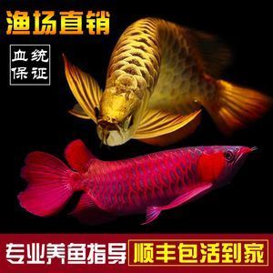 張家界觀賞魚市場(chǎng)龍魚咬手指了需要打針嗎？