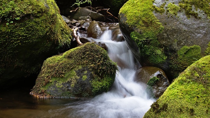 木頭在魚(yú)缸里長(zhǎng)白毛了（木頭在魚(yú)缸里長(zhǎng)白毛了怎么辦） 帝王三間魚(yú)