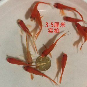 一米二魚缸養(yǎng)多大的錦鯉（一米二魚缸養(yǎng)多大的錦鯉合適） 其他品牌魚缸