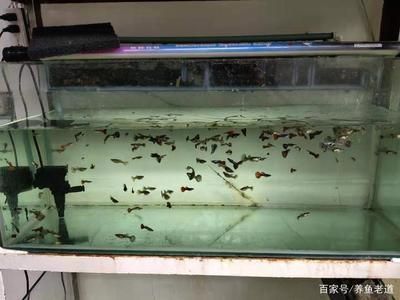 客廳放魚缸圖片效果圖（客廳放魚缸圖片效果圖）