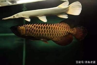 紅龍魚用什么顏色的燈光好 水族問答