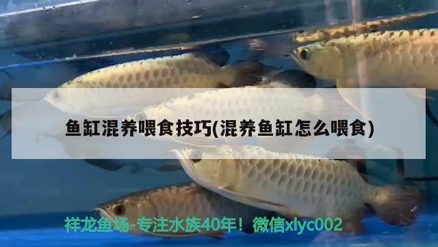 西充哪里有賣魚缸的店鋪地址(西充哪里有魚苗賣)