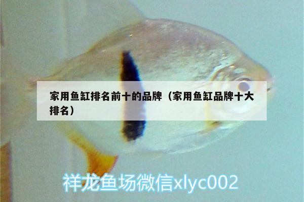 龍魚身上有寄生蟲會有什么表現(xiàn)嗎（龍魚身上有寄生蟲會有什么表現(xiàn)嗎圖片）